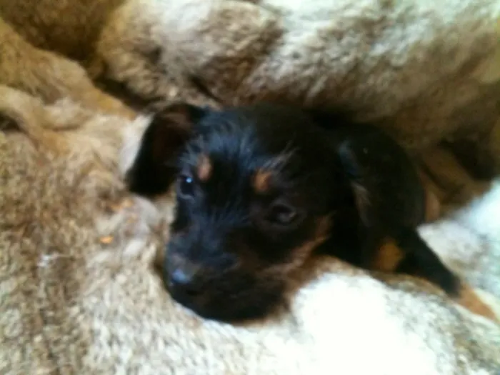 Cachorro ra a srd idade 2 a 6 meses nome Sr. Gingle
