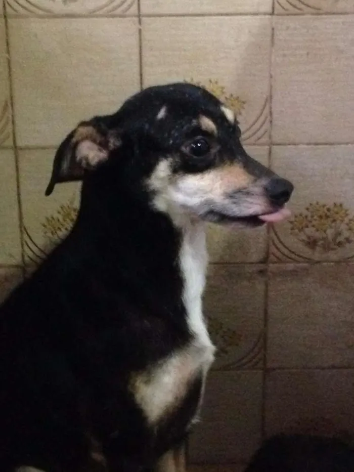 Cachorro ra a SRD idade 3 anos nome Pretinha