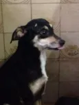 Pretinha