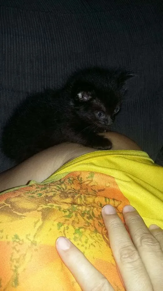Gato ra a  idade Abaixo de 2 meses nome .