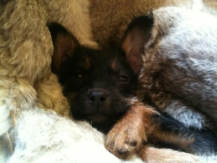 Cachorro ra a srd idade 2 a 6 meses nome Sr. Gingle