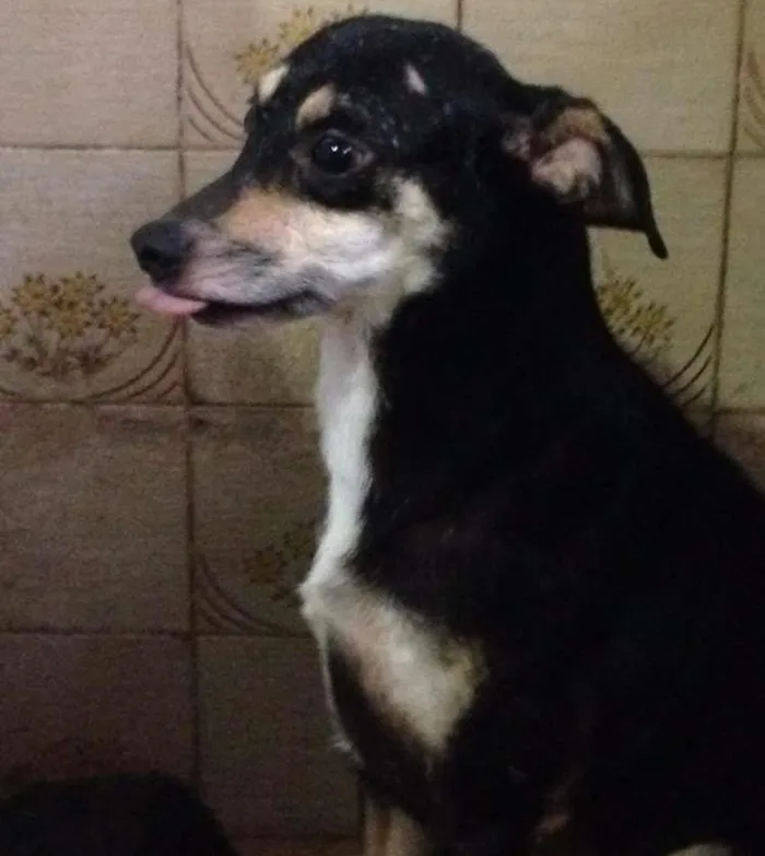 Cachorro ra a SRD idade 3 anos nome Pretinha