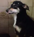 Pretinha