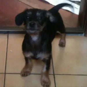 Cachorro raça srd idade 2 a 6 meses nome Sr. Gingle