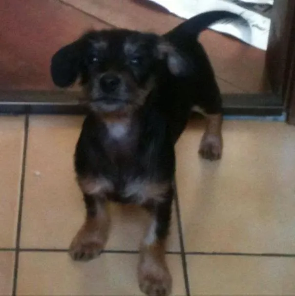 Cachorro ra a srd idade 2 a 6 meses nome Sr. Gingle