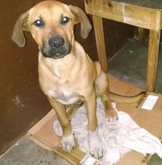 Cachorro ra a indef idade 2 a 6 meses nome marron