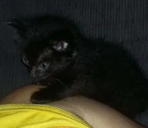 Gato raça  idade Abaixo de 2 meses nome .