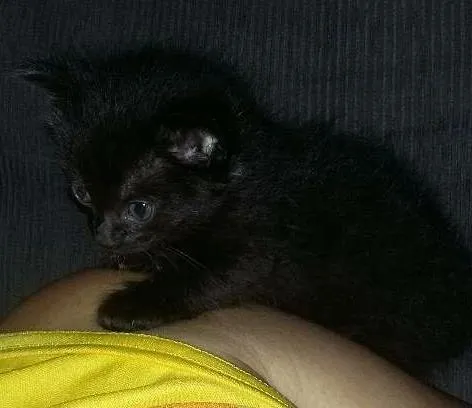 Gato ra a  idade Abaixo de 2 meses nome .