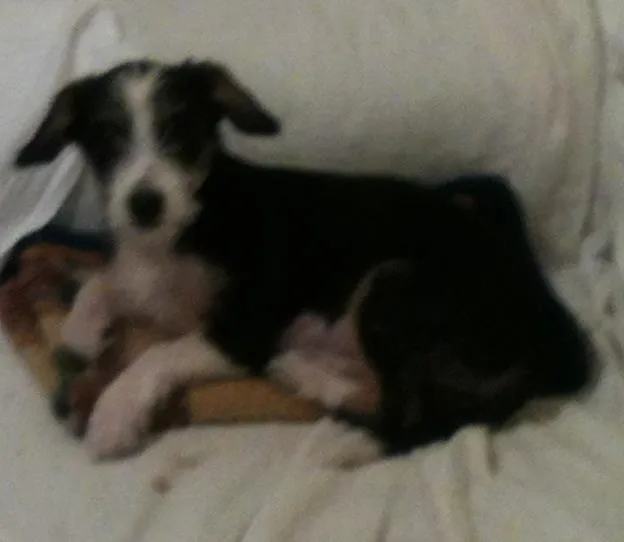 Cachorro ra a Srd idade  nome Dudinha