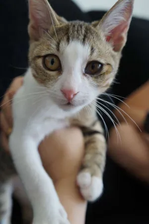 Gato raça srd idade Abaixo de 2 meses nome Espirro