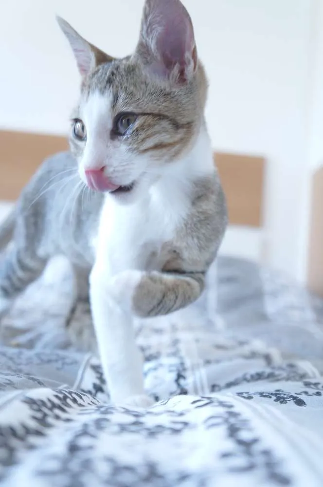 Gato ra a srd idade Abaixo de 2 meses nome Espirro