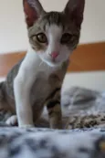 Espirro