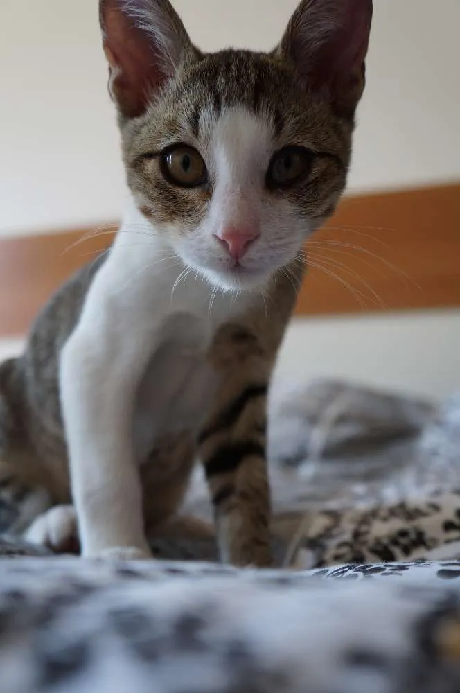 Gato ra a srd idade Abaixo de 2 meses nome Espirro