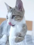 Espirro