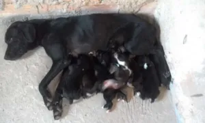 Cachorro raça mestiço idade 2 a 6 meses nome recém nascido