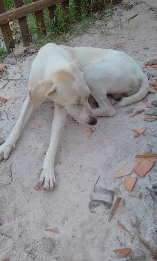 Cachorro raça mestiço idade 2 a 6 meses nome recém nascido