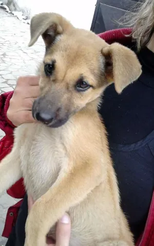 Cachorro raça srd idade 2 a 6 meses nome Tathy