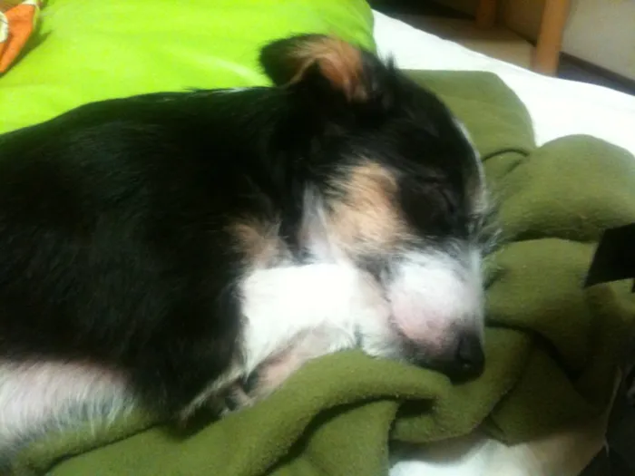 Cachorro ra a Srd idade  nome Dudinha