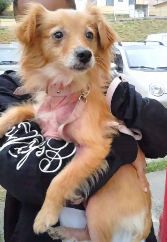 Cachorro ra a SRD idade 2 anos nome Layla
