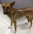 Linda