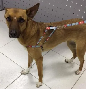 Cachorro raça SRD idade 1 ano nome Linda