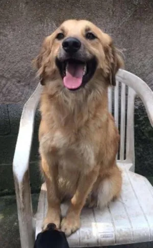 Cachorro raça SRD idade 2 anos nome Salsicha