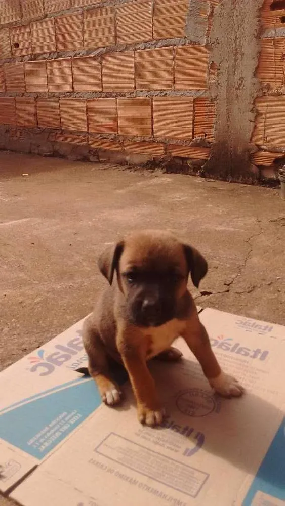 Cachorro ra a Vira lata idade Abaixo de 2 meses nome Mailon