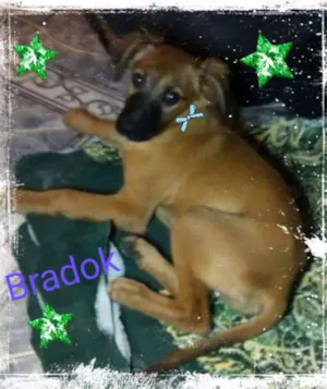 Cachorro raça Srd idade 2 a 6 meses nome Bradok