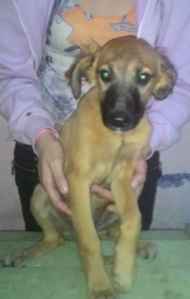 Cachorro ra a Srd idade 2 a 6 meses nome Bradok