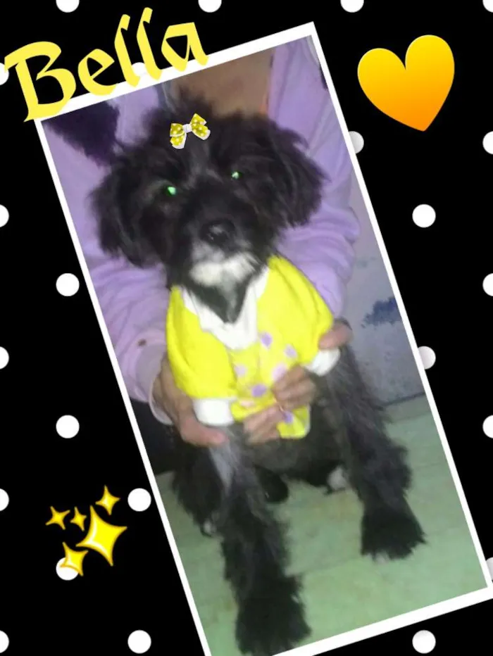 Cachorro ra a Sed idade 2 a 6 meses nome Bella