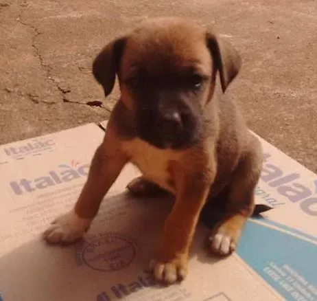 Cachorro ra a Vira lata idade Abaixo de 2 meses nome Mailon