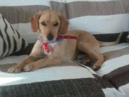Cachorro ra a SRD idade 2 anos nome nao sei