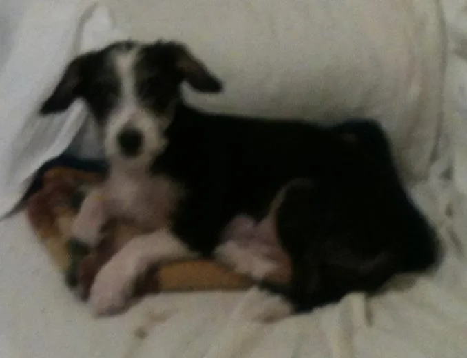 Cachorro ra a Srd idade  nome Dudinha