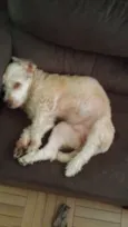 Paçoca 