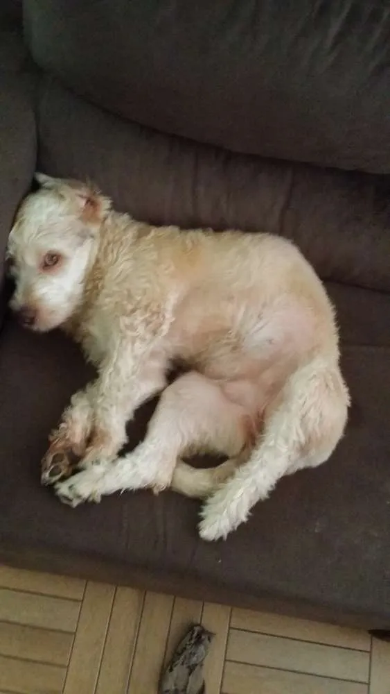 Cachorro ra a Vira Lata idade 7 a 11 meses nome Paçoca 