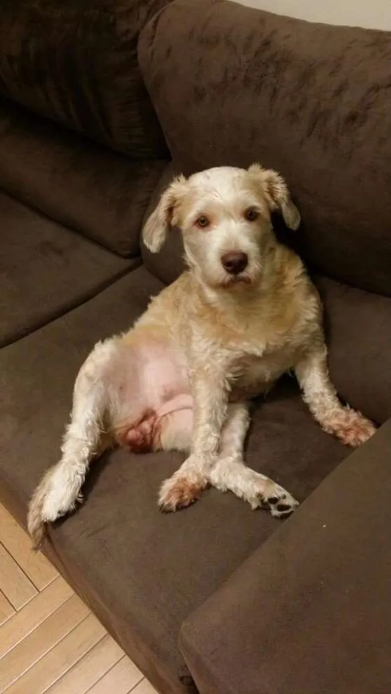 Cachorro ra a Vira Lata idade 7 a 11 meses nome Paçoca 