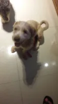 Paçoca 