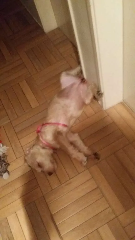 Cachorro ra a Vira Lata idade 7 a 11 meses nome Paçoca 