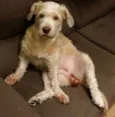 Paçoca 