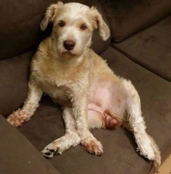 Cachorro ra a Vira Lata idade 7 a 11 meses nome Paçoca 