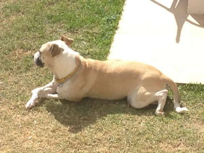 Cachorro ra a VIRA LATAS idade 6 ou mais anos nome BARÃO