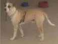 BARÃO