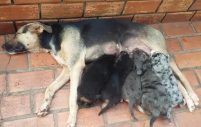 Cachorro raça SRD idade Abaixo de 2 meses nome Ainda não tem nome