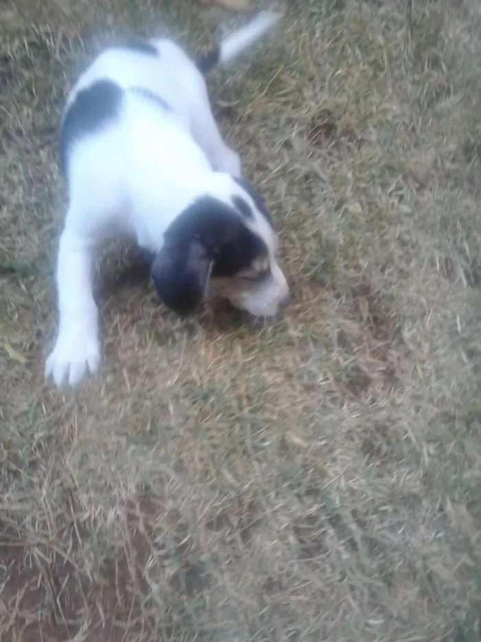 Cachorro raça vira lata idade 2 a 6 meses nome sem nome