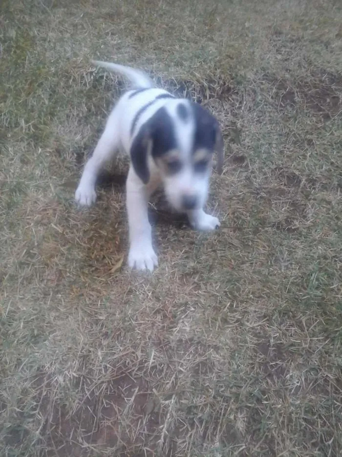 Cachorro raça vira lata idade 2 a 6 meses nome sem nome