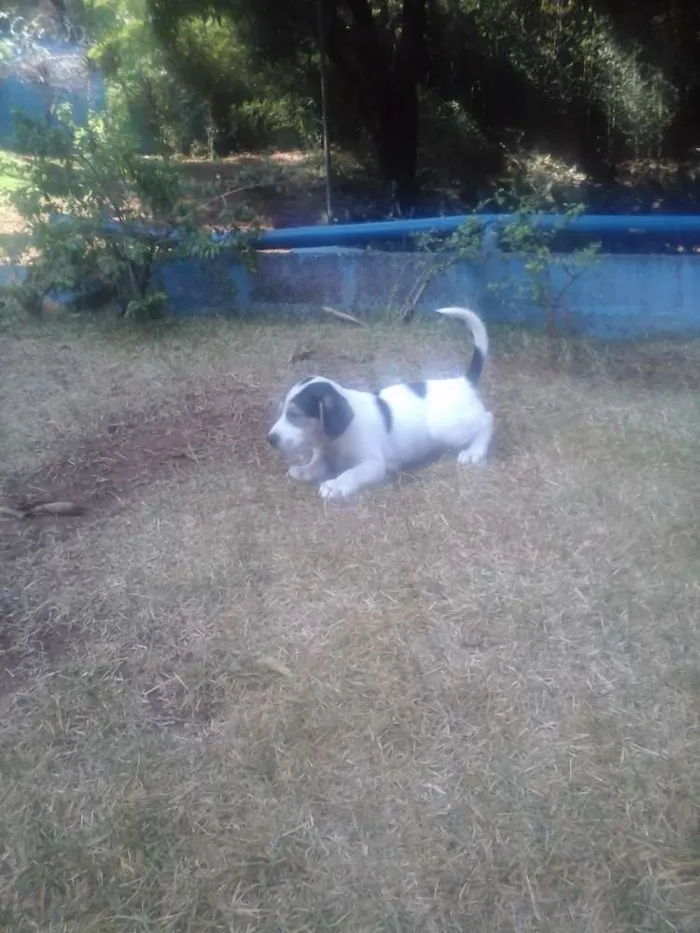 Cachorro raça vira lata idade 2 a 6 meses nome sem nome