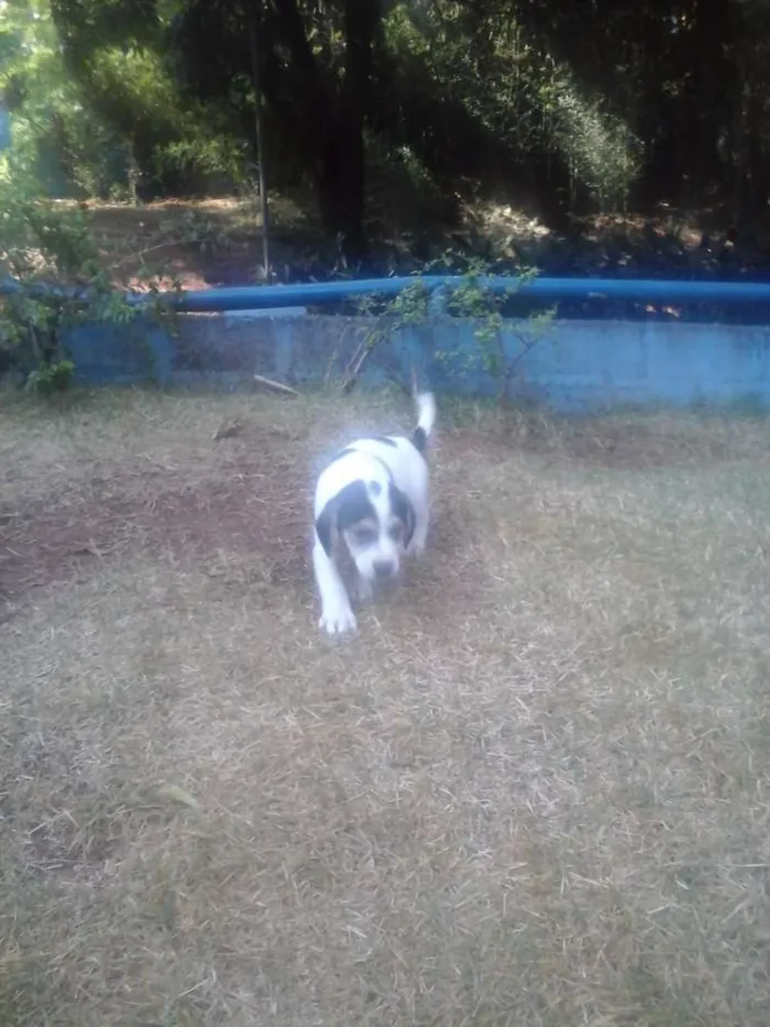 Cachorro raça vira lata idade 2 a 6 meses nome sem nome