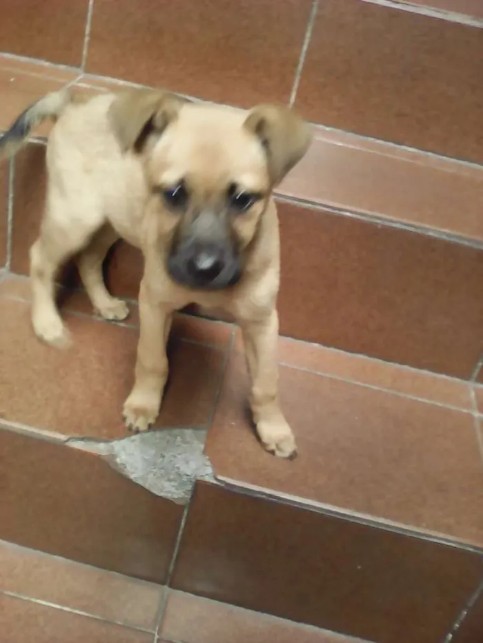 Cachorro ra a SRD idade 2 a 6 meses nome Bebezinha