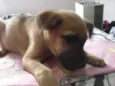 Bebezinha