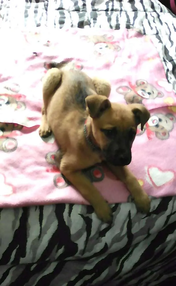 Cachorro ra a SRD idade 2 a 6 meses nome Bebezinha